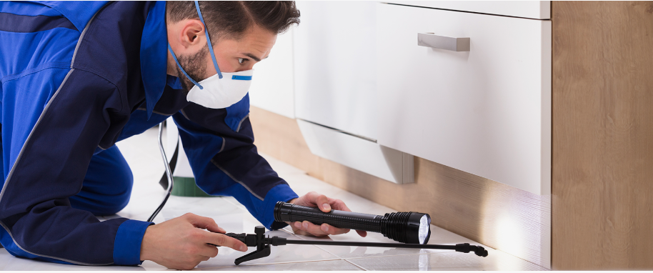 Huntsville pest xpert removal